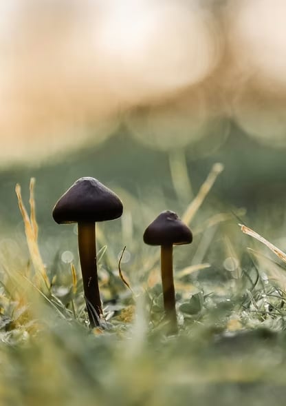 3-DAY RETIRO GUIADO DE PSILOCIBINA EN LA NATURALEZA (PAÍSES BAJOS)
