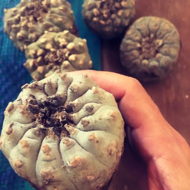 Ceremonia Peyote Hikuri