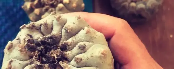 Ceremonia Peyote Hikuri
