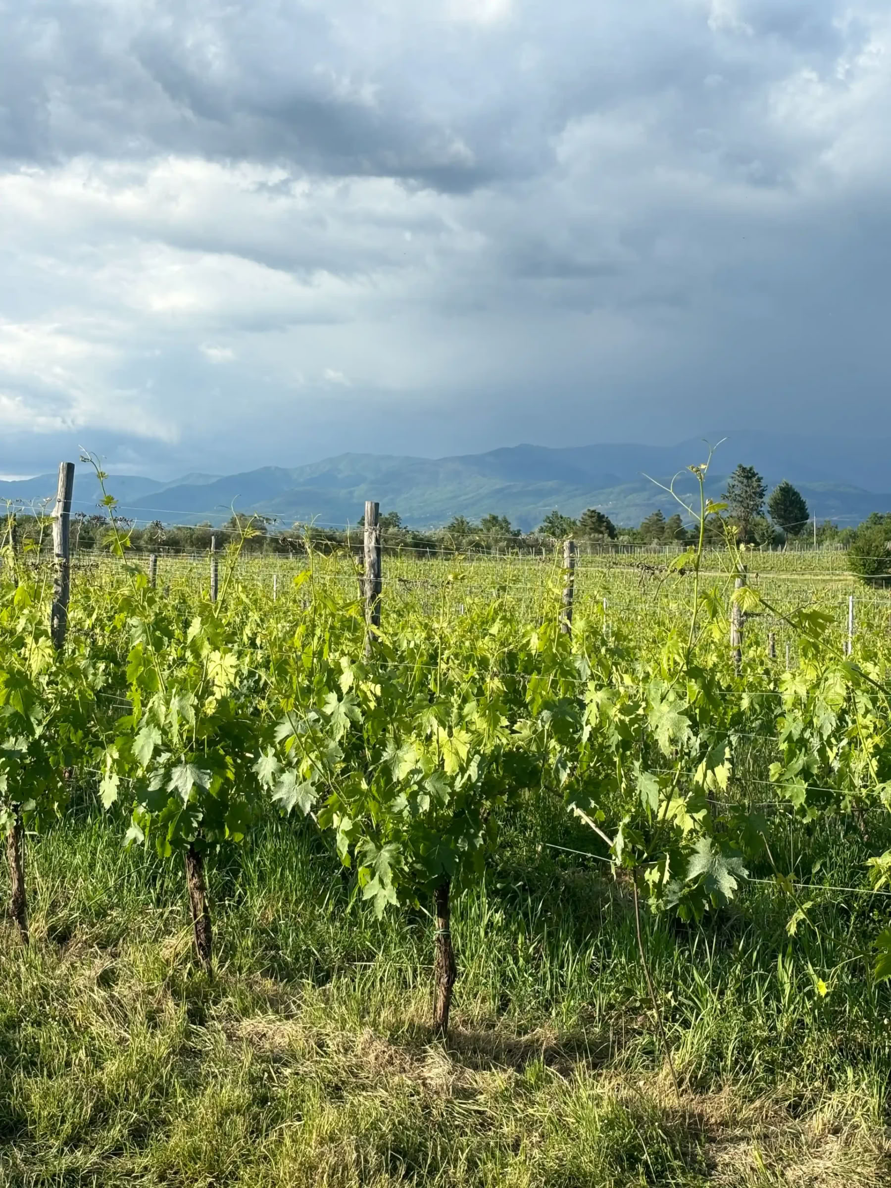 Yoga & Fitness Retiro en Tuscany