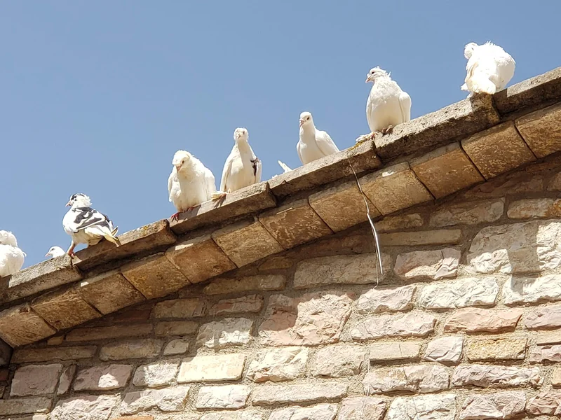 Retiro de Meditación en Asís