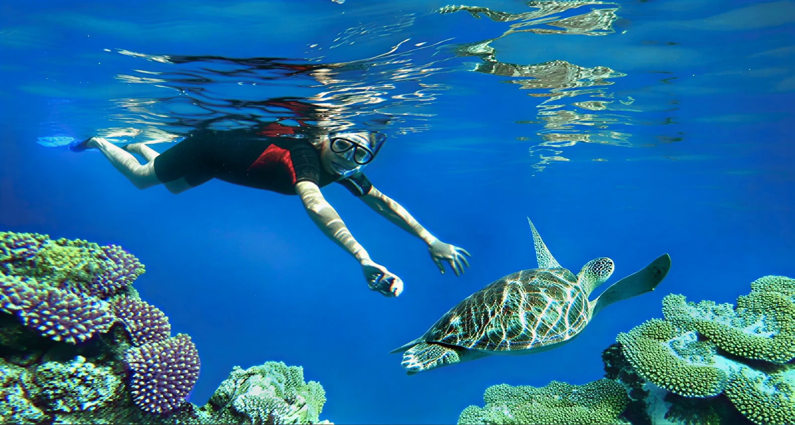 Tour de snorkel en la Isla Menjangan