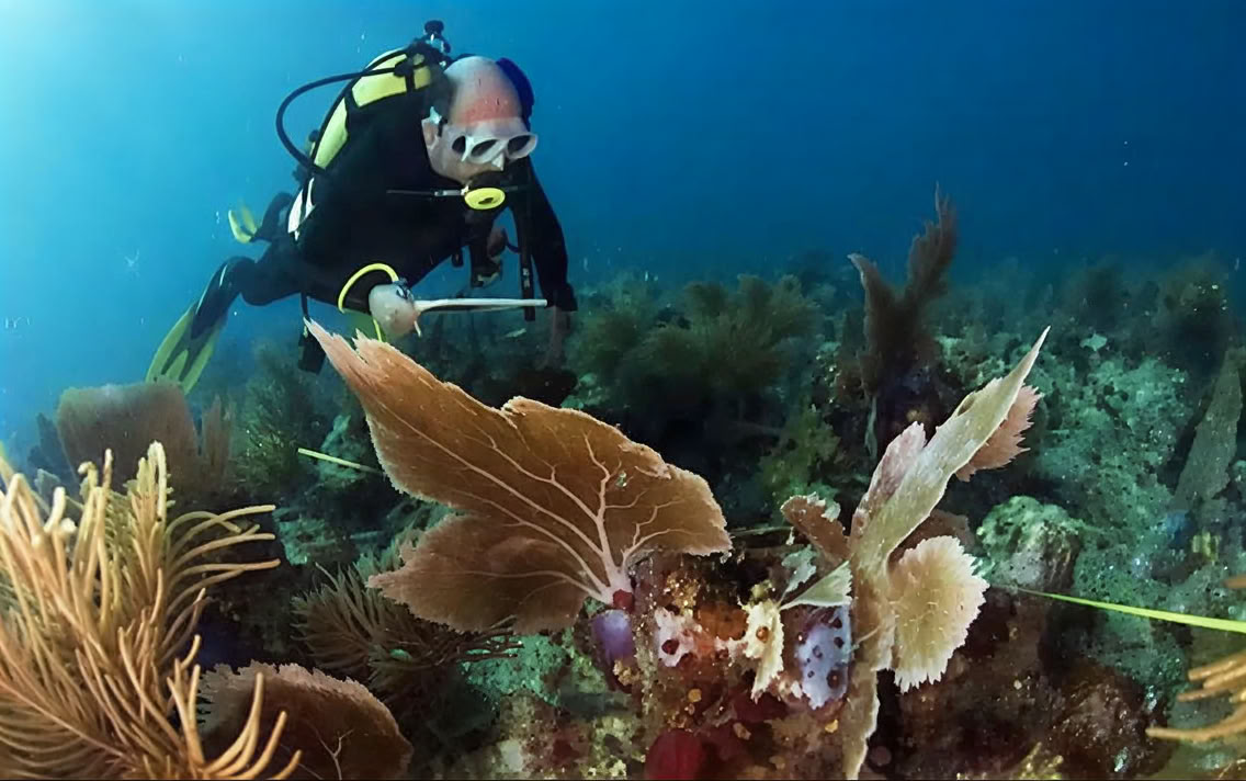Buceo en la Isla Menjangan