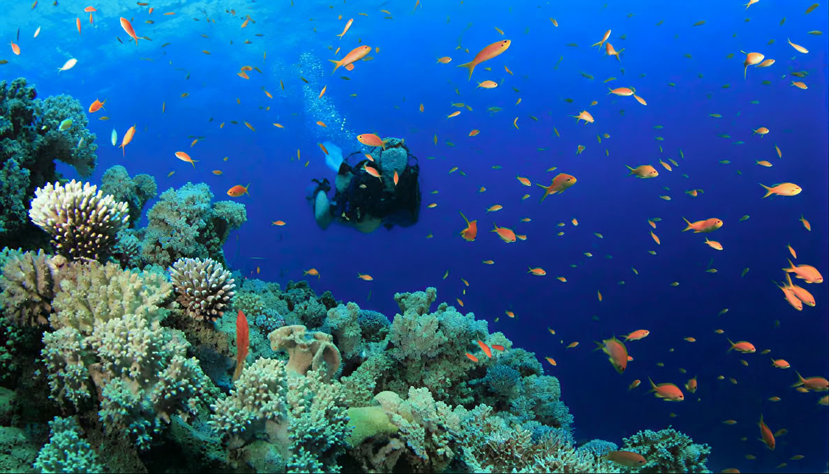 Buceo en la Isla Menjangan