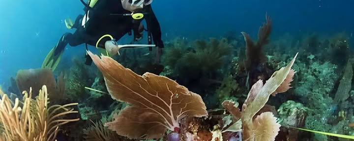 Inmersión introductoria en Lovina Reef 1 inmersión