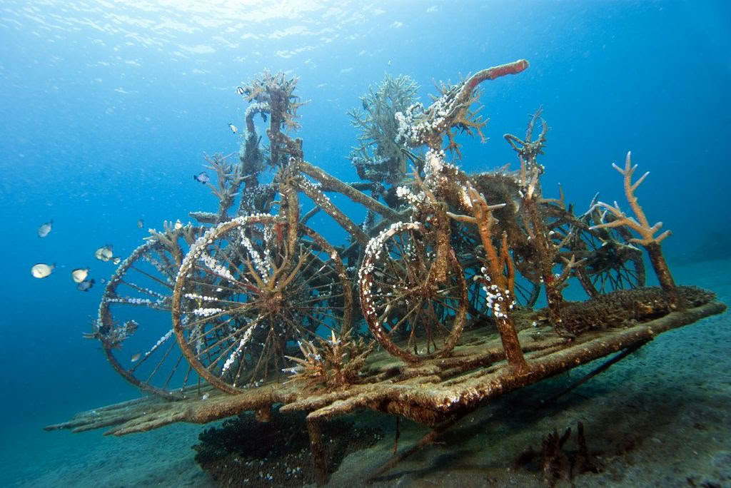 Inmersión introductoria en Lovina Reef 2 inmersiones