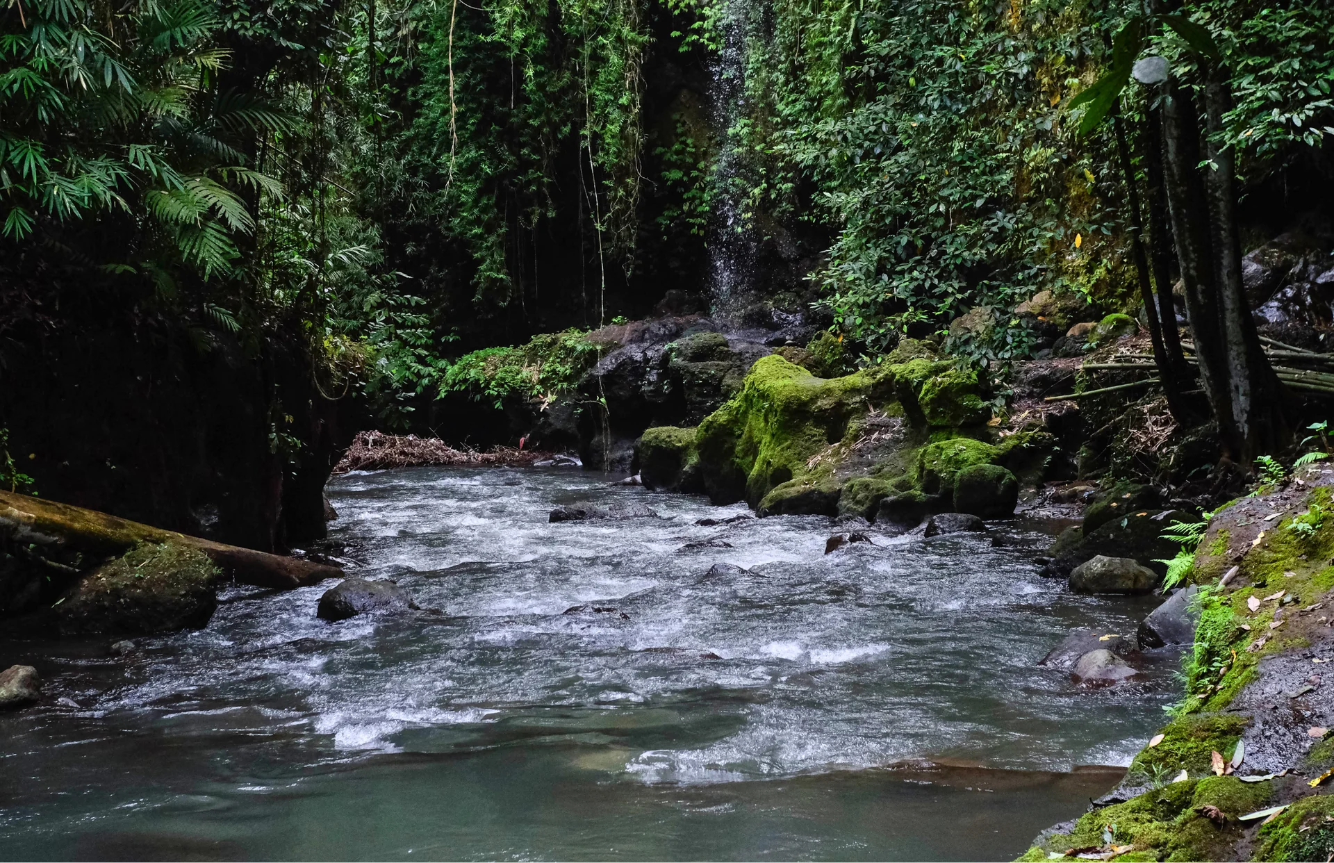 De los senderos de la jungla a la paz interior