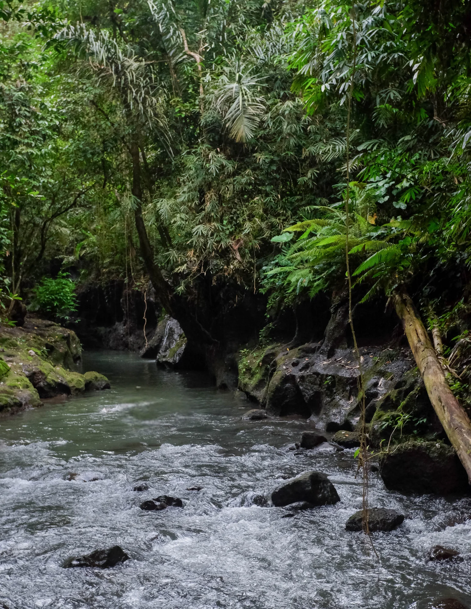 De los senderos de la jungla a la paz interior