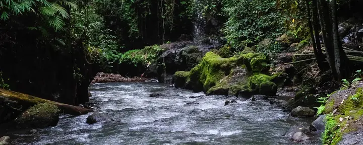 De los senderos de la jungla a la paz interior