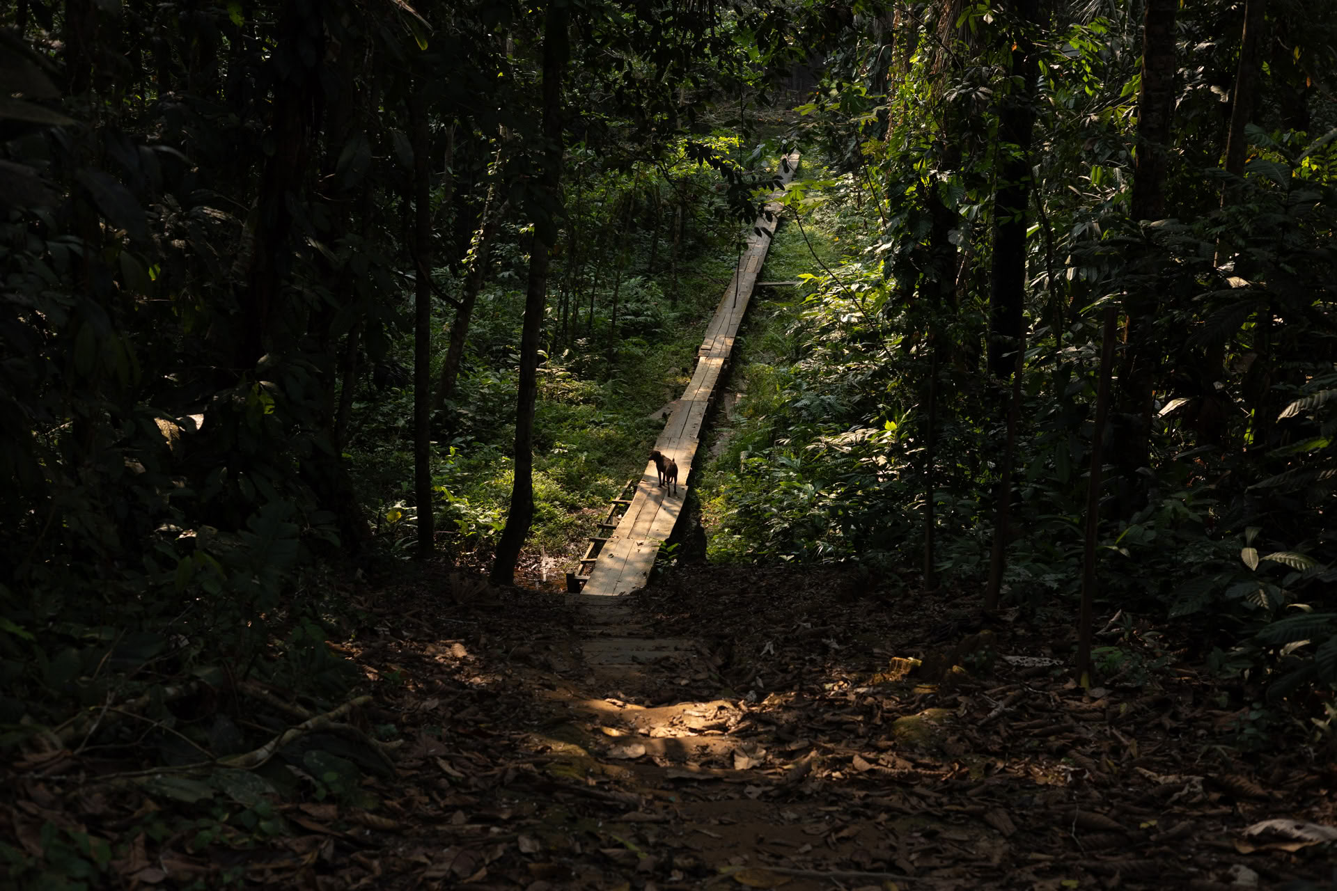 Otwarty retiro ayahuaskowy w Psychonauta Tribe