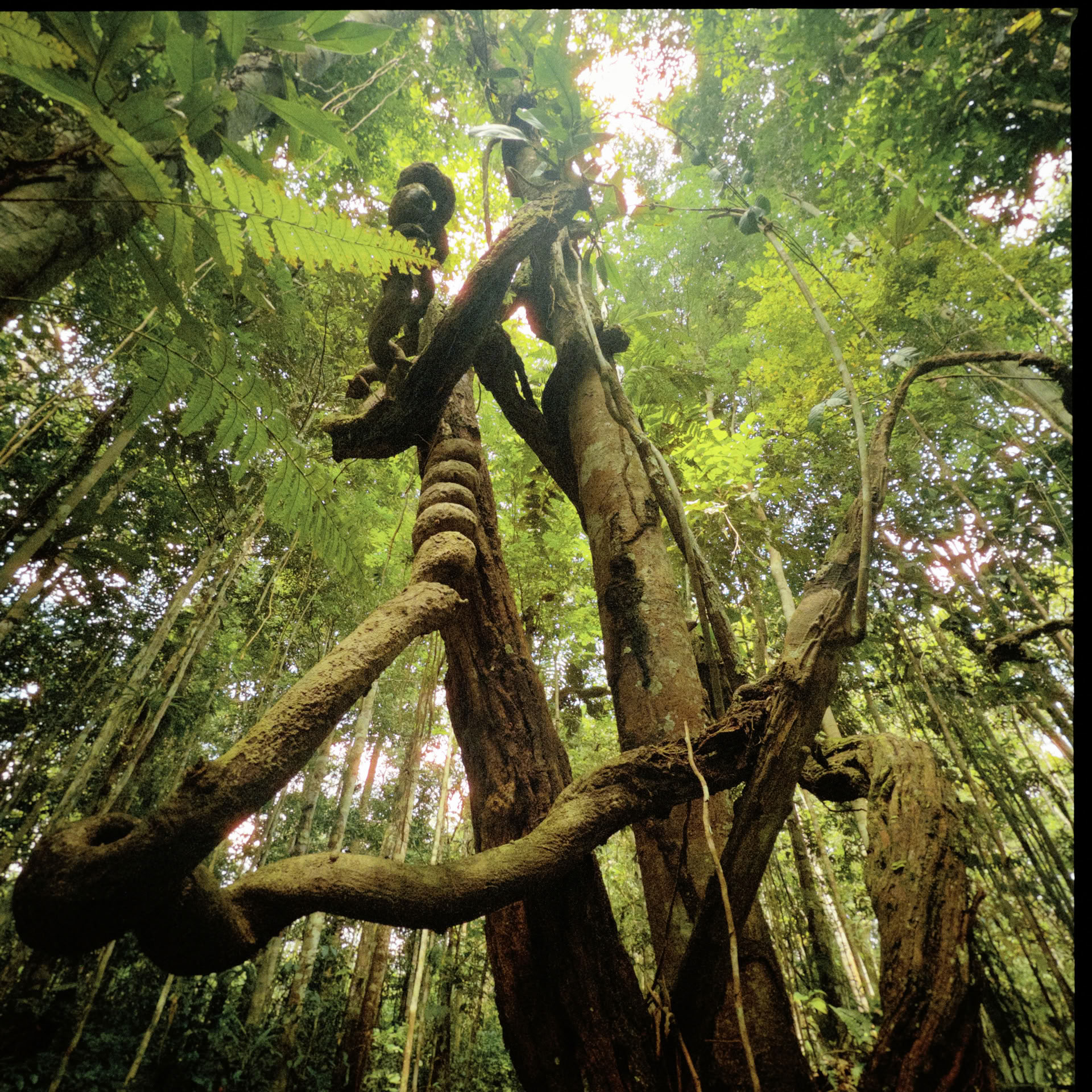 Retiro Abierto de Ayahuasca