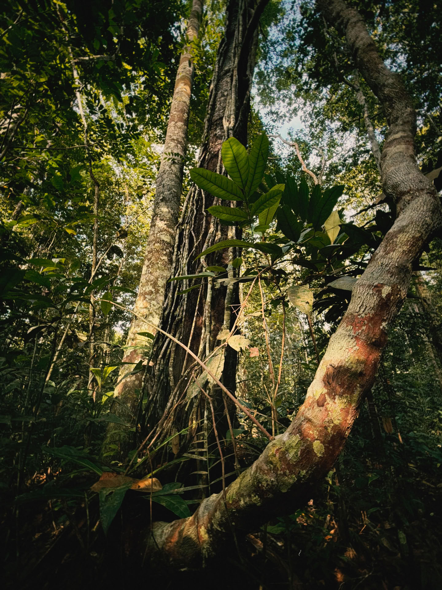 Retiro Abierto de Ayahuasca