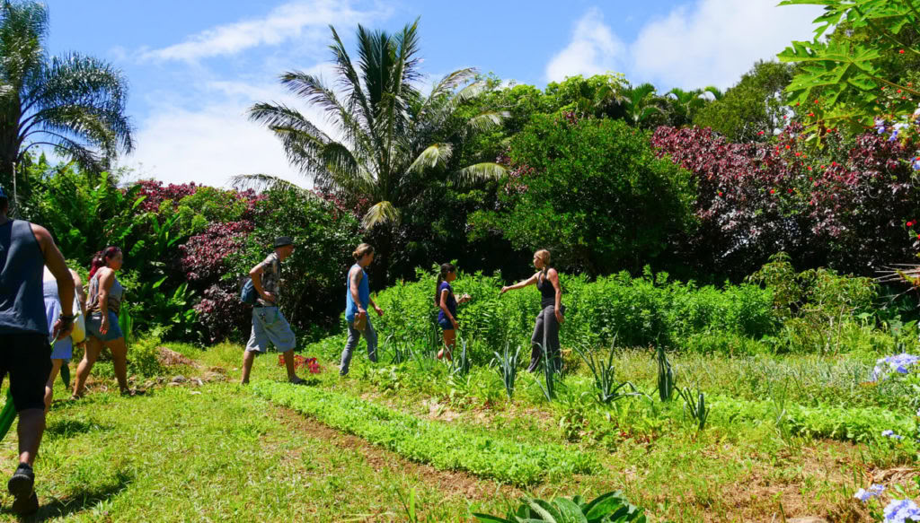 Tour por la Granja Aloha Maui