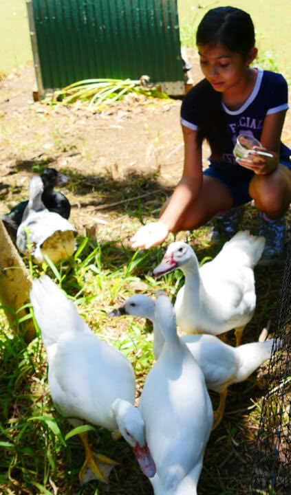 Tour por la Granja Aloha Maui