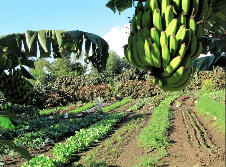 Tour por la Granja Aloha Maui