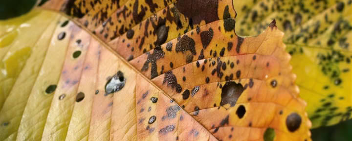 Retiro Dirigido de Otoño I 2026