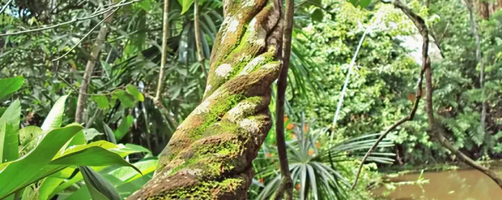 Retiro de Ayahuasca Shipibo