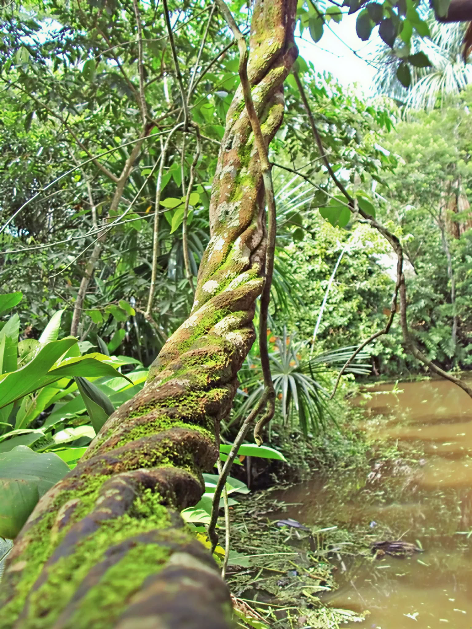 Retiro Maestro de Ayahuasca