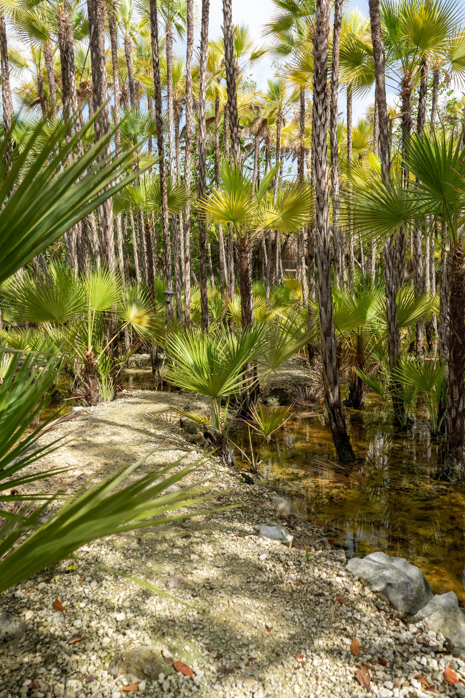 Tour de integración a un cenote privado