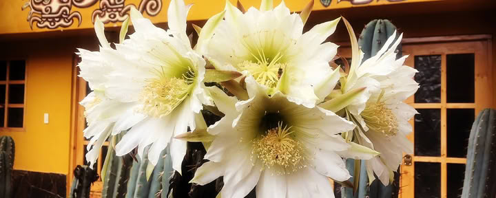 Ceremonia de San Pedro