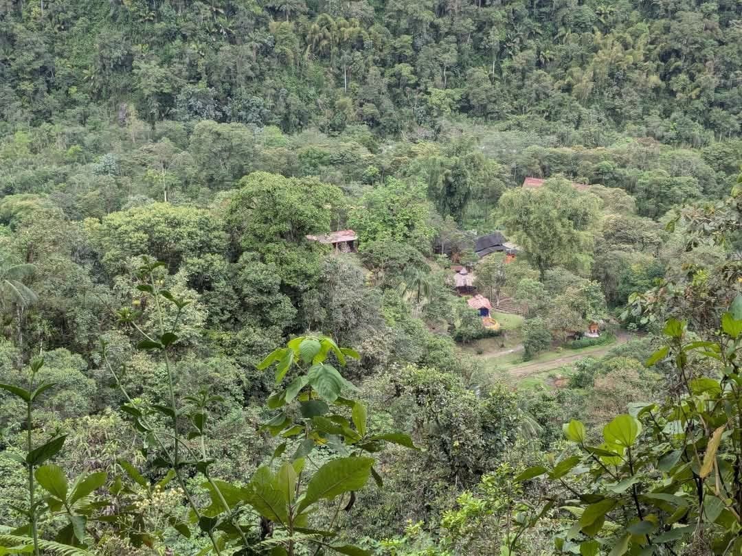 Ceremonia de Ayahuasca a la luz del día en Hayulima Natural Reserve