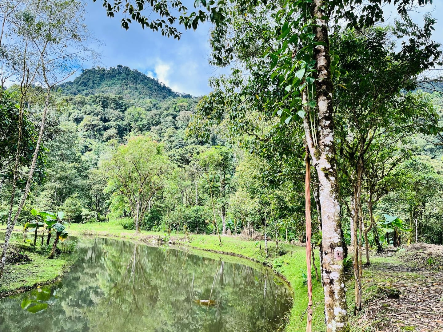 Ceremonia de Ayahuasca a la luz del día en Hayulima Natural Reserve