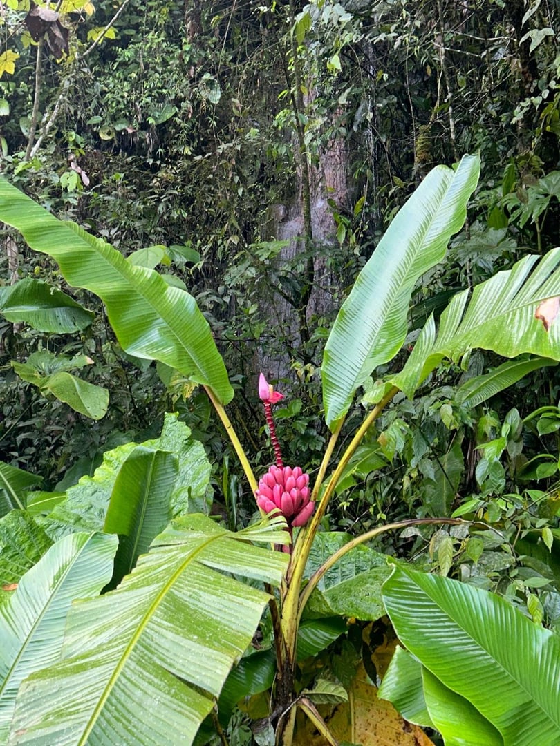 Ceremonia de Ayahuasca a la luz del día en Hayulima Natural Reserve