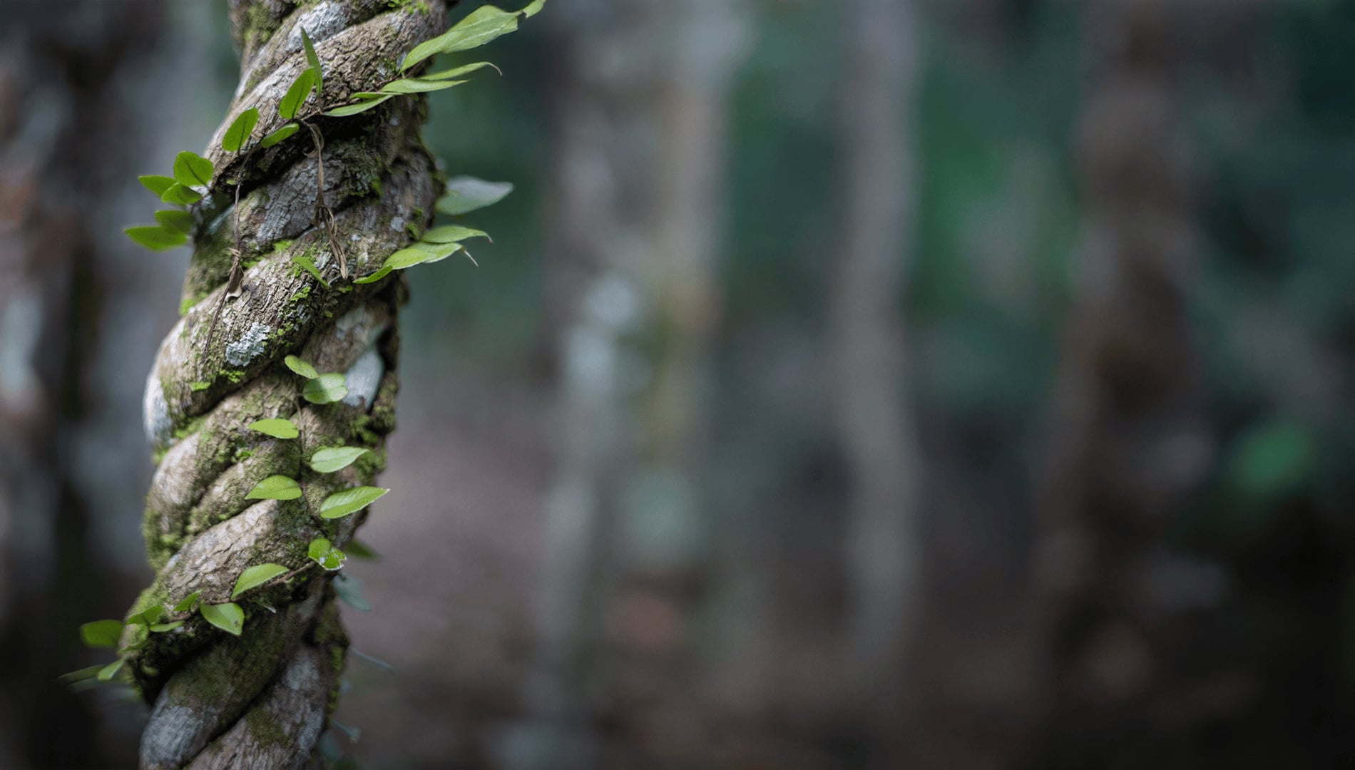 Ayahuasca Healing Retiro + Retiro de Integración de 5 Días