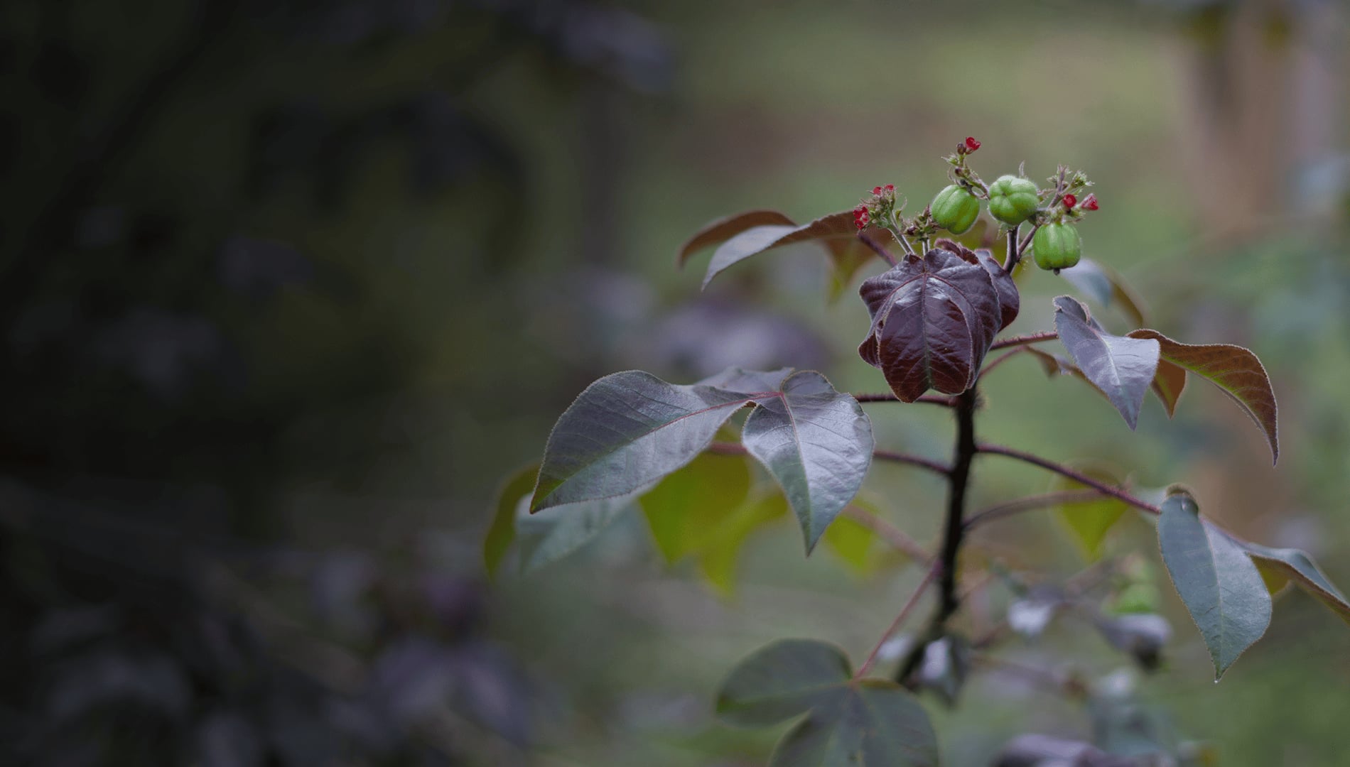 Ayahuasca Healing Retiro + Retiro de Integración de 5 Días