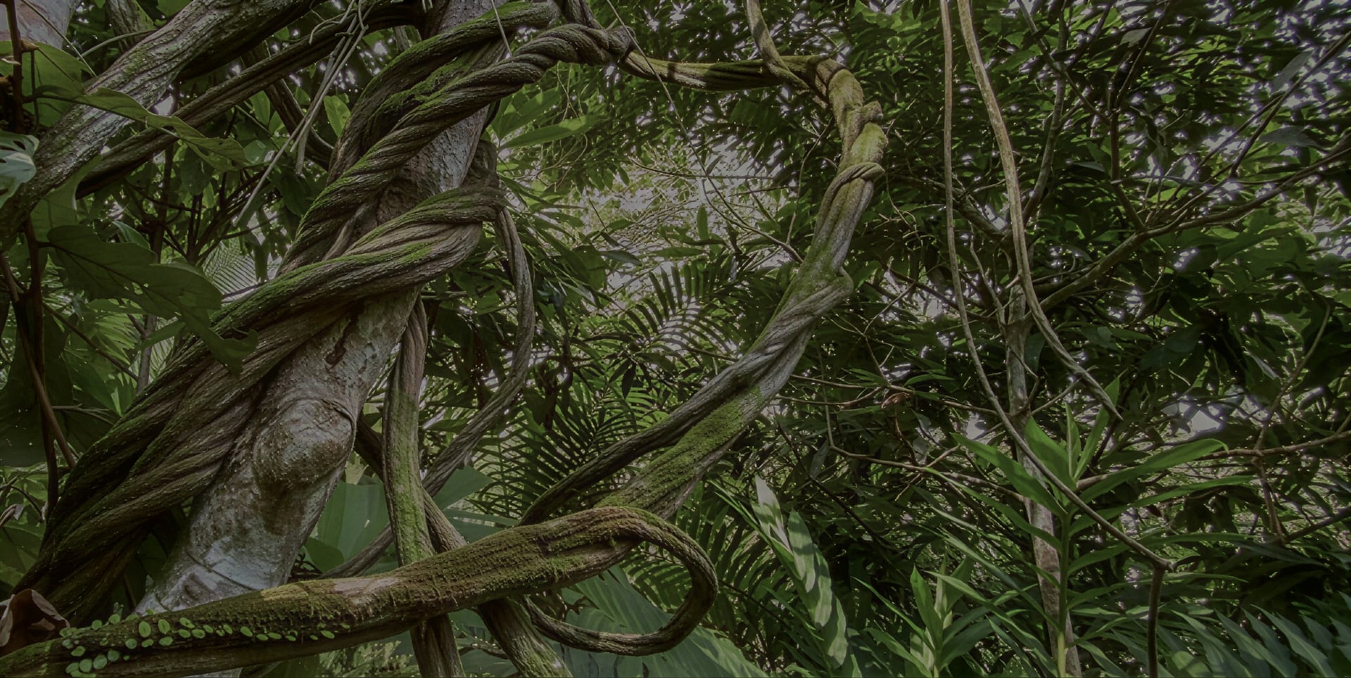 Ayahuasca Healing Retiro + Retiro de Integración de 5 Días