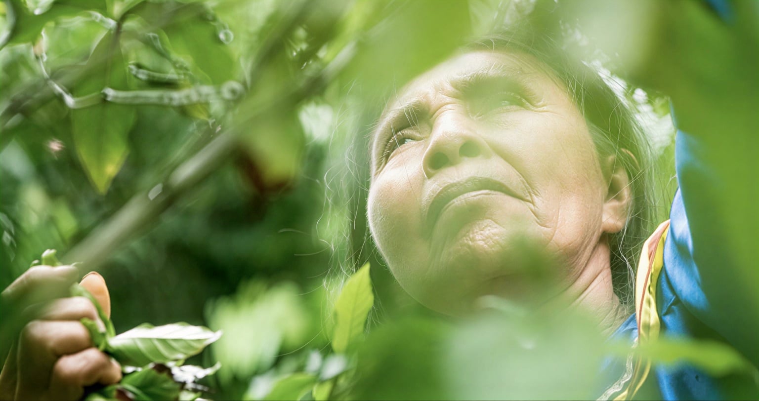 Retiro de sanación con ayahuasca para mujeres