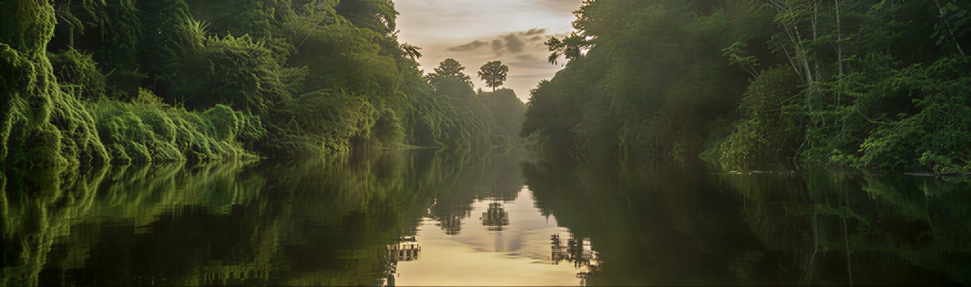 Retiro de sanación con ayahuasca para mujeres
