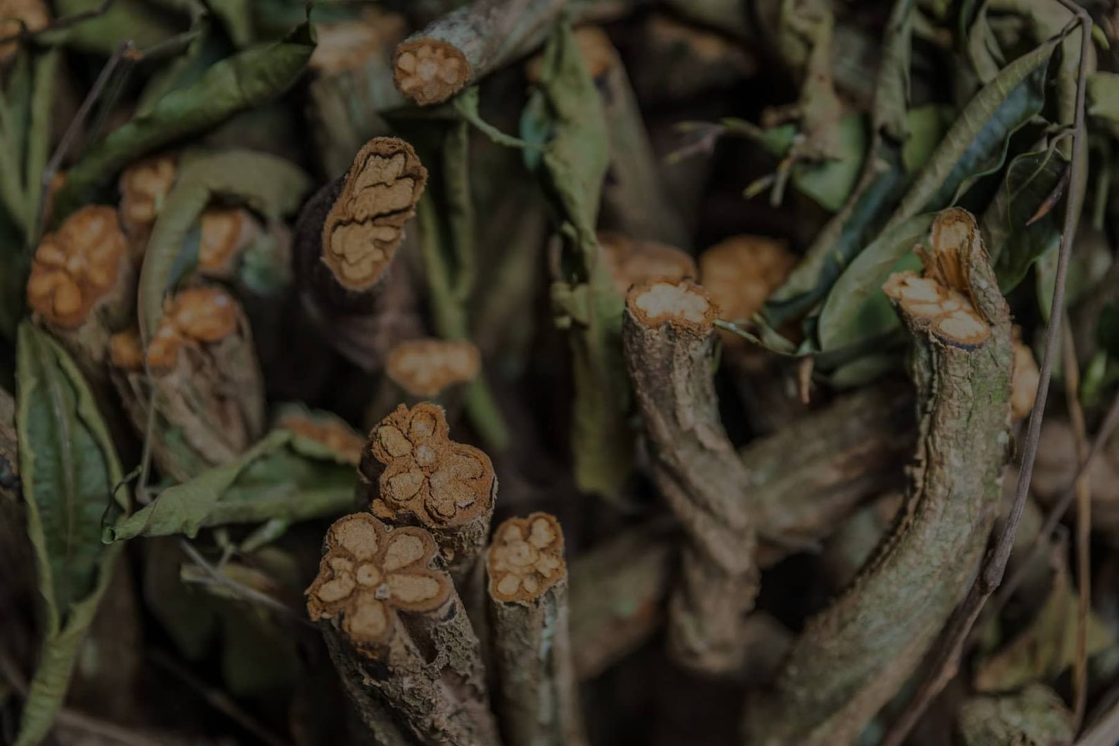Retiro de sanación con ayahuasca para mujeres