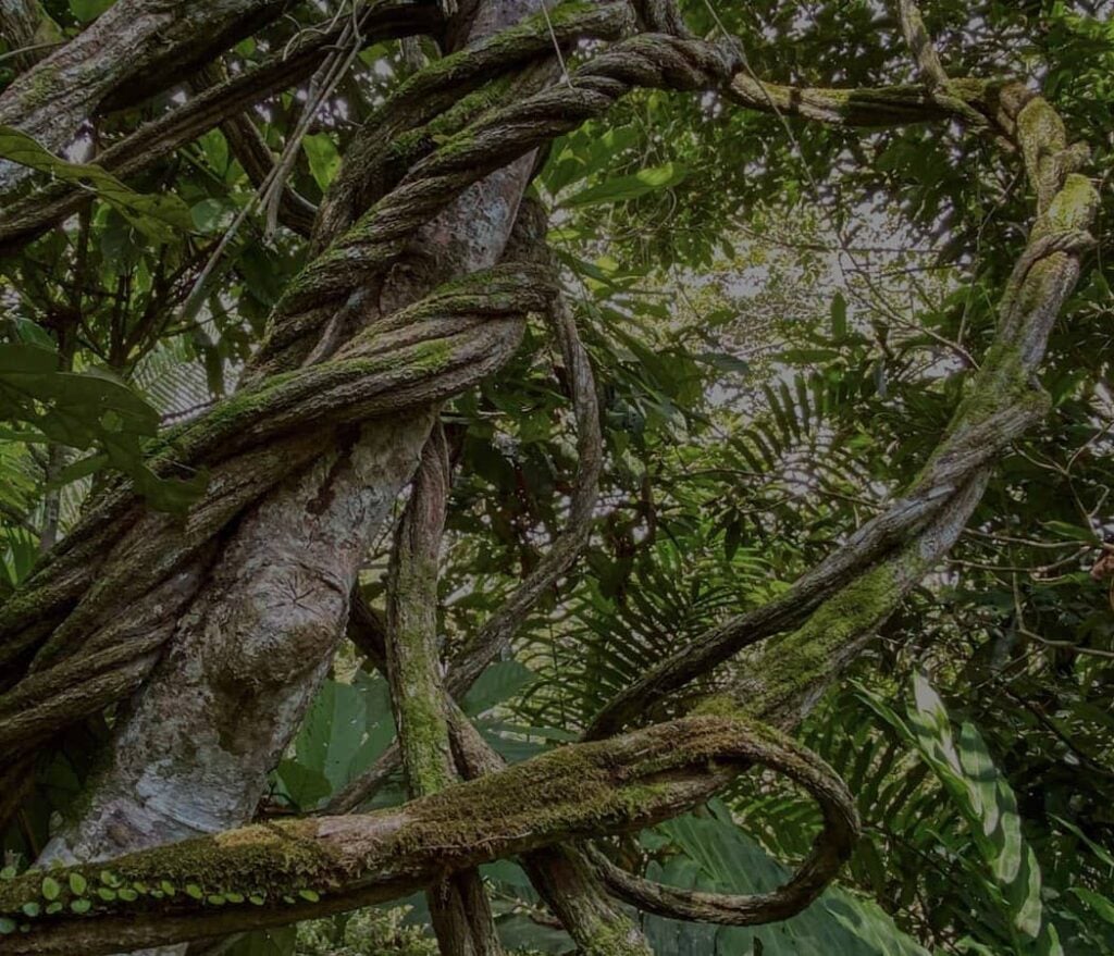 Retiro de sanación con ayahuasca para mujeres