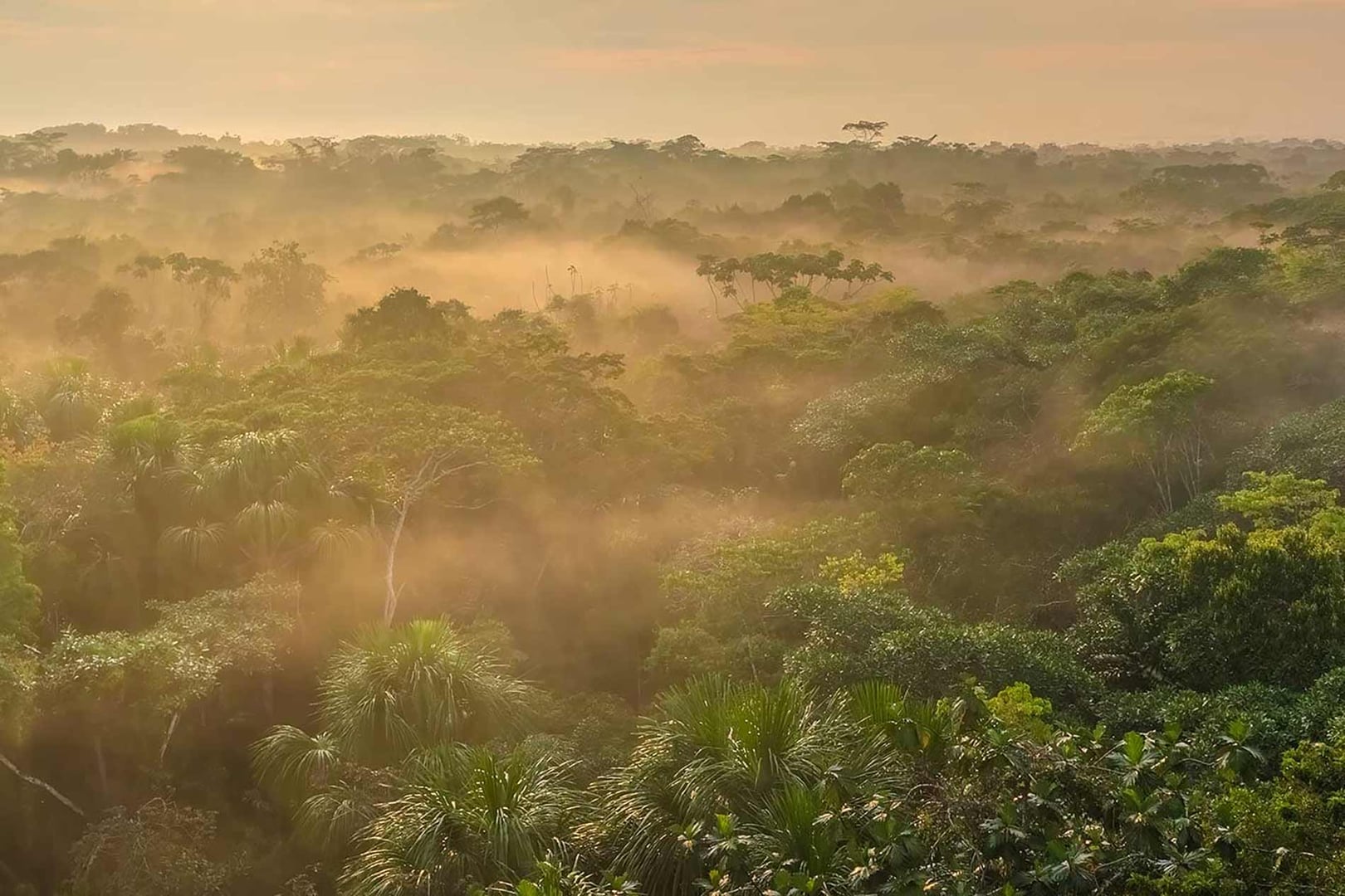 Retiro de Ayahuasca para Profesionales de la Salud 2026