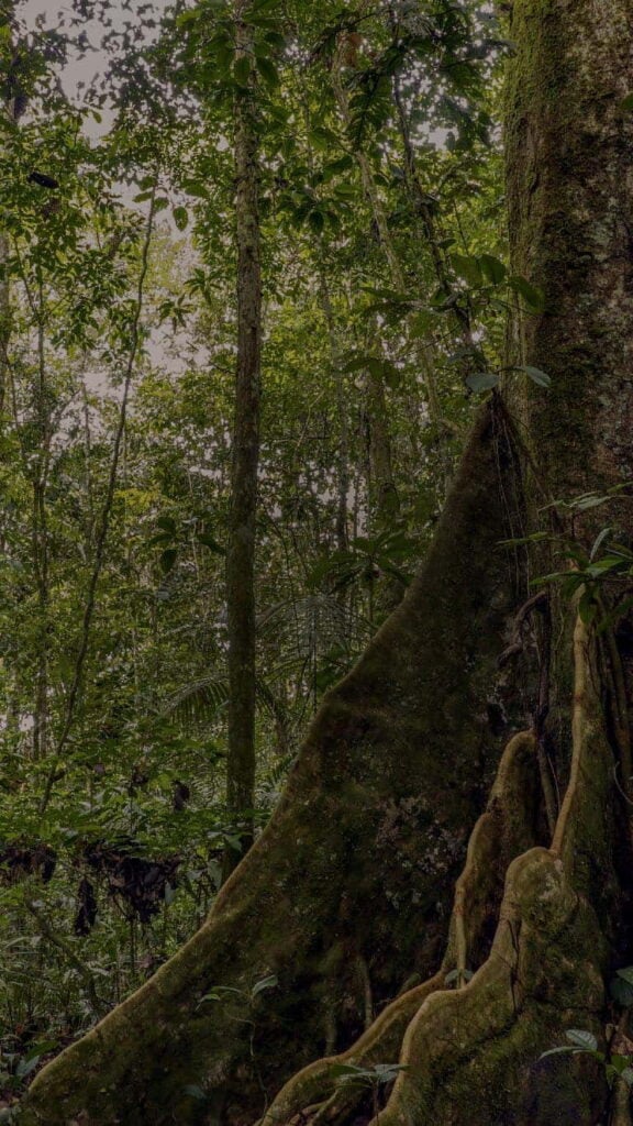 Retiro de Ayahuasca para Profesionales de la Salud 2026