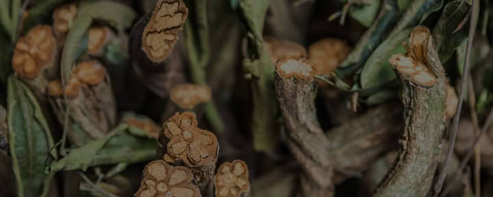 Living in Alignment Ayahuasca Healing Retiro + 5-Day Extensión de Integración Retiro