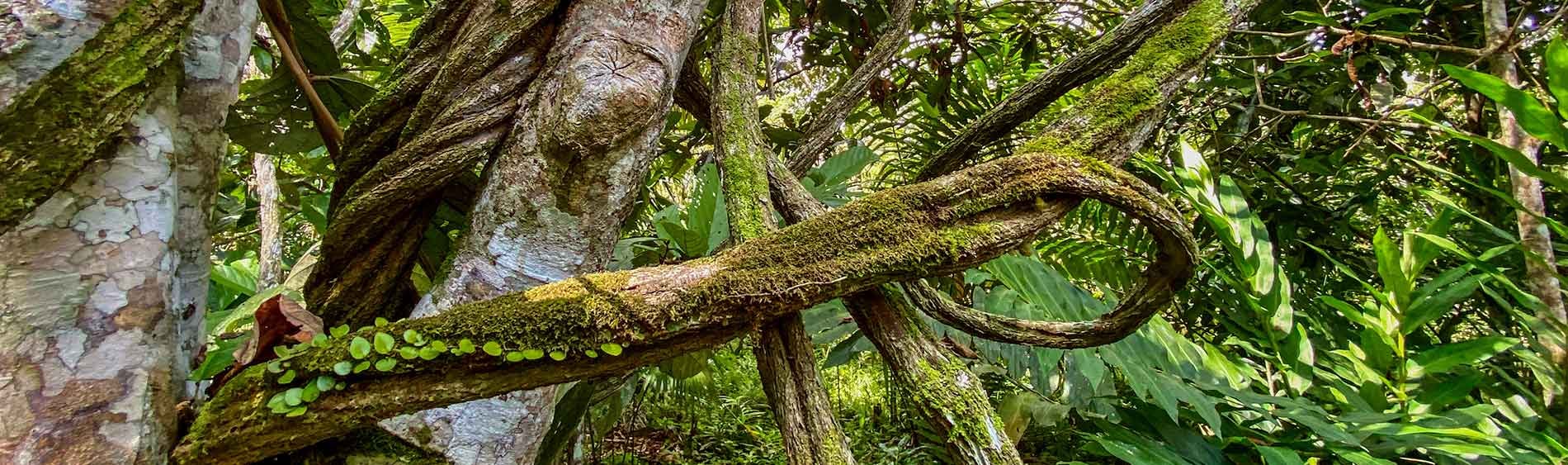 Dietas Tradicionales de Plantas en Shipibo Rao