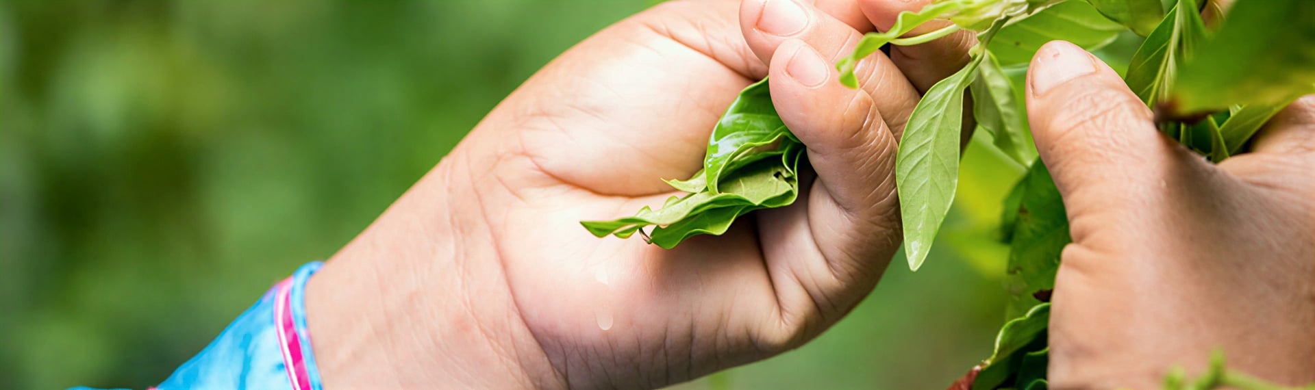 Dietas Tradicionales de Plantas en Shipibo Rao