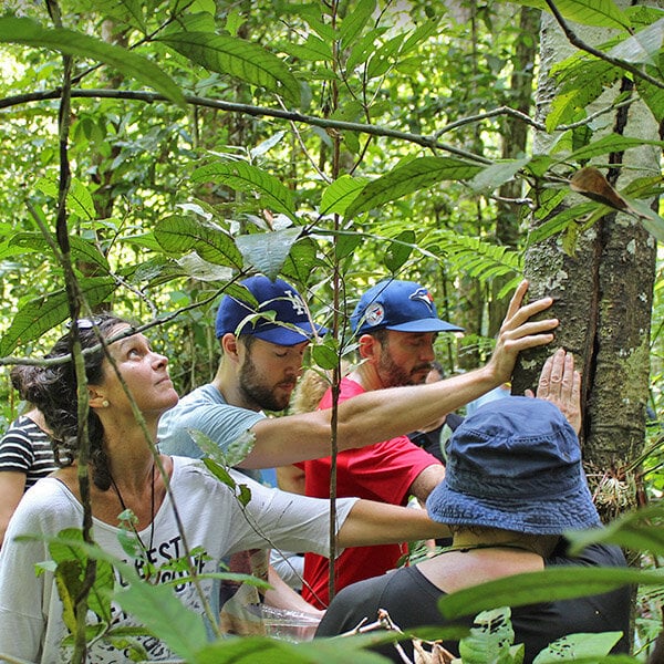 Curso de Empoderamiento y Sanación con Ayahuasca de Cuatro Semanas
