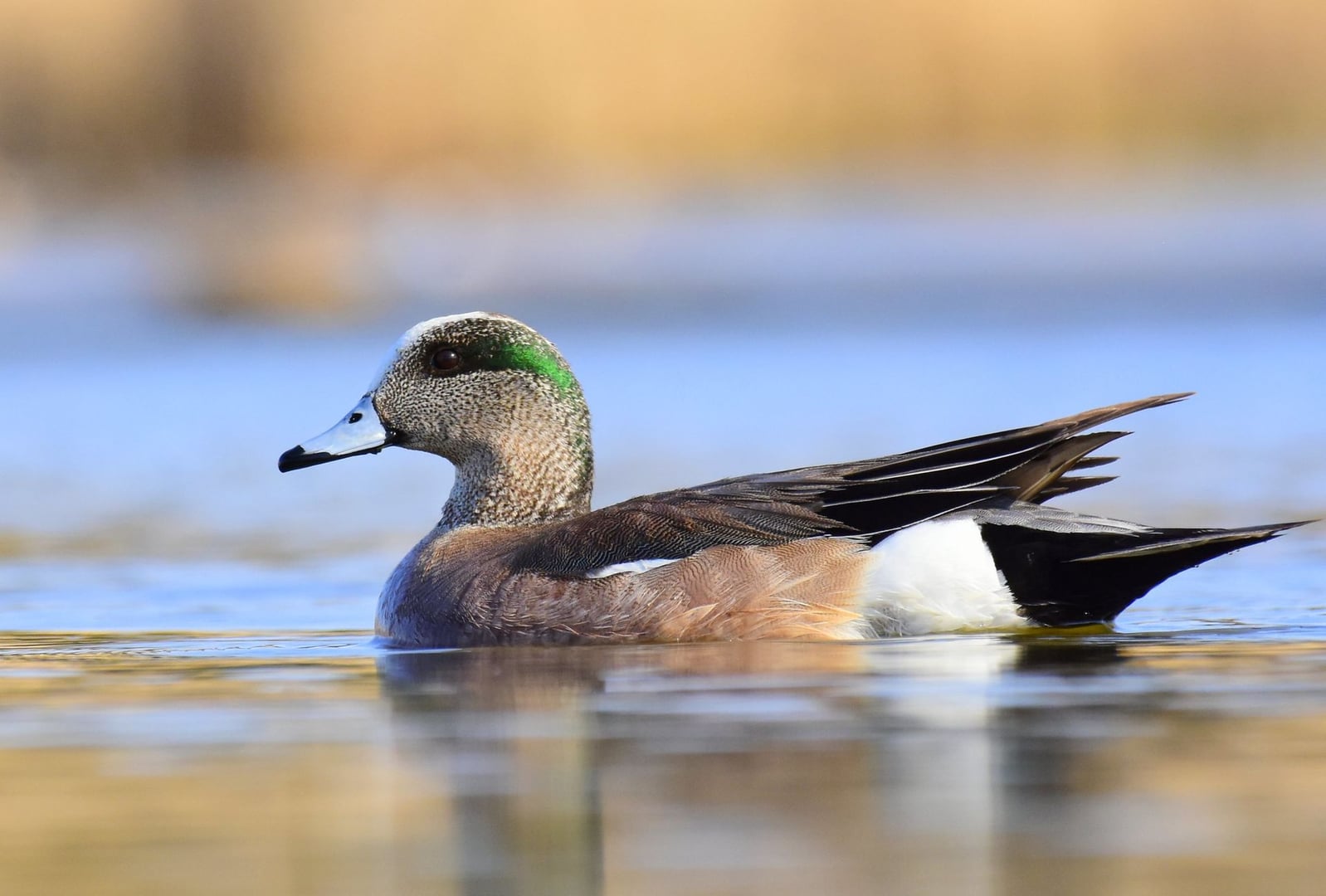 Paseos de aves del cuarto sábado de AVAS