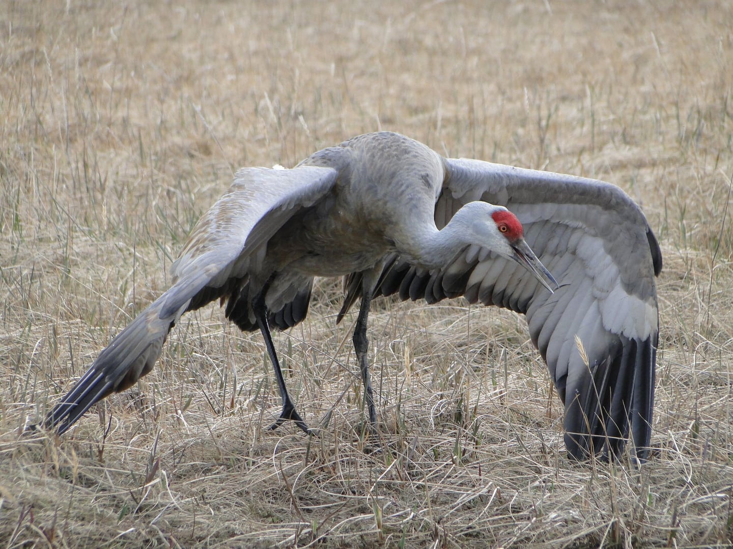 Paseos de aves del cuarto sábado de AVAS