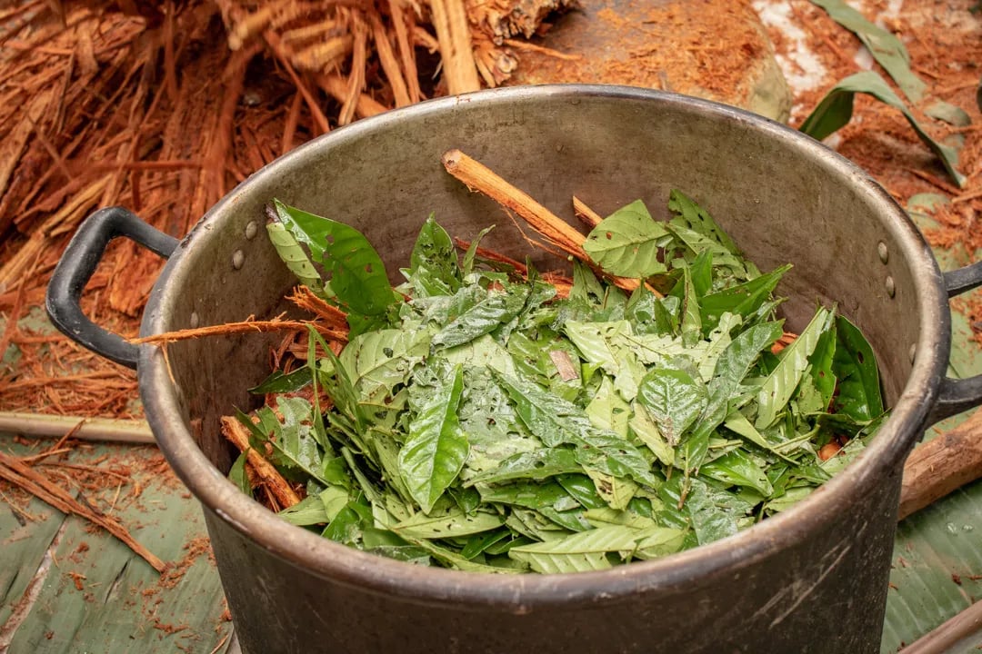 Ceremonia de Ayahuasca