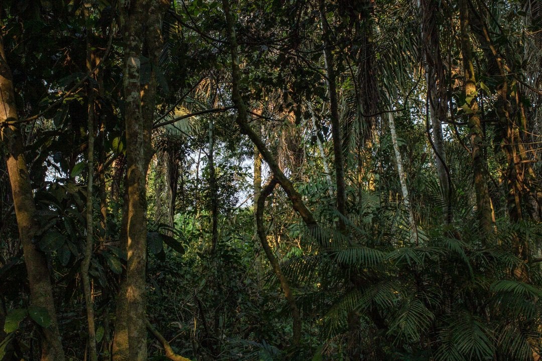 Ceremonia de Ayahuasca