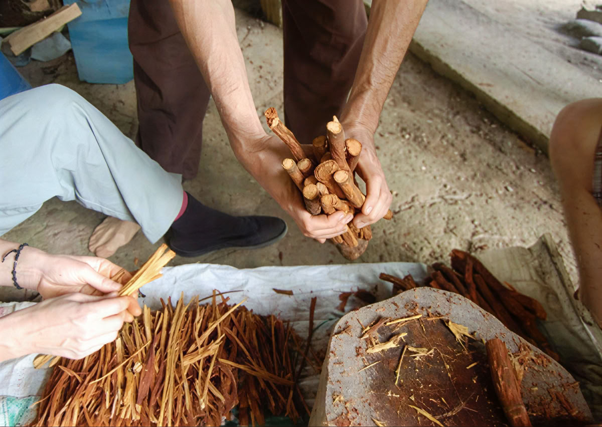 Ceremonia de Ayahuasca en Ecuador