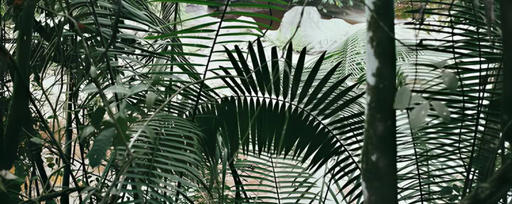10 Día – Retiro de Ayahuasca & Yoga