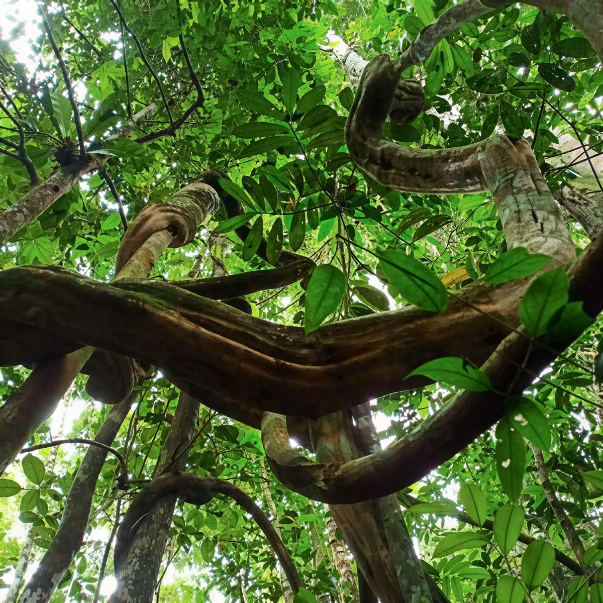 Ayahuasca y Machu Picchu retiro de 13 días
