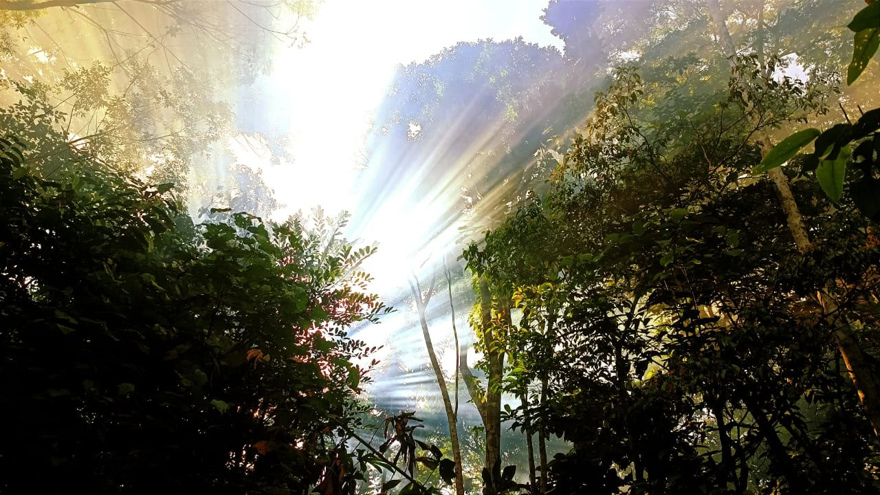 Ayahuasca y Machu Picchu retiro de 13 días