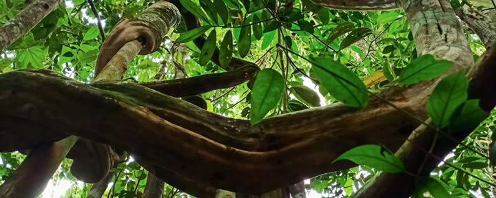 Dietas de plantas maestras y medicinales (mínimo 2 semanas)