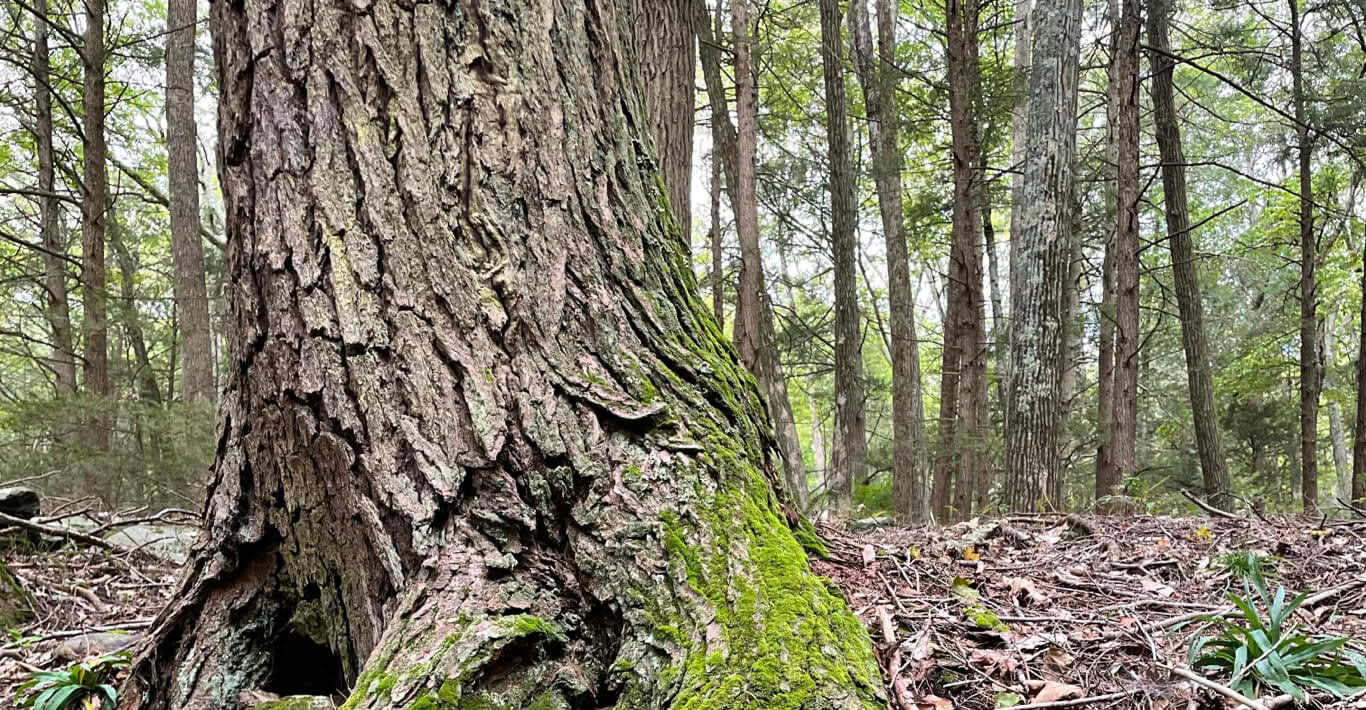 Roots to Stillness